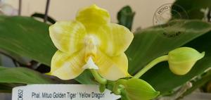 Phalaenopsis Mituo Golden Tiger