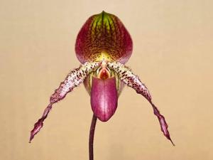 Paphiopedilum Shen-Liu Peri