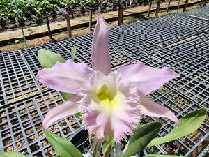 Rhyncholaeliocattleya Duh's White