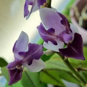 Phalaenopsis Memoria Val Rettig