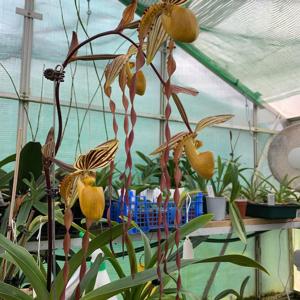 Paphiopedilum Praying Angel