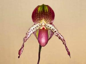 Paphiopedilum Shen-Liu Peri