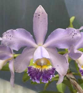 Cattleya Leoloddiglossa-Pittiae