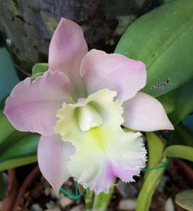 Rhyncholaeliocattleya Ben Kodama