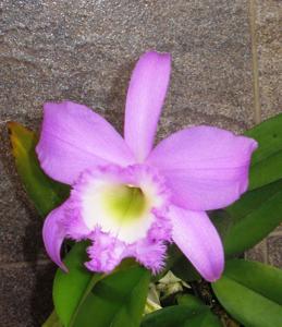 Rhyncholaeliocattleya Hatsume Tatsuka