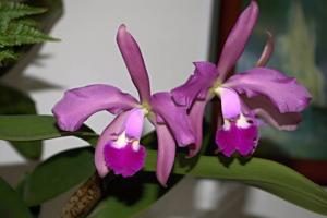 Cattleya patrocinii