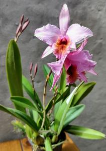 Laeliocattleya Cynda Scott