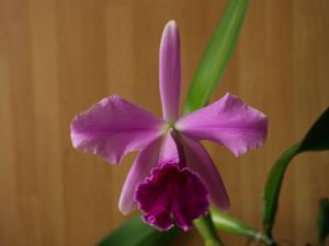 Cattleya Clive