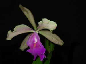 Cattleya Princesse Clémentine