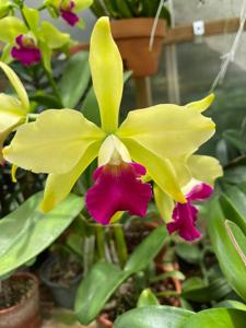 Cattleya Star Garden