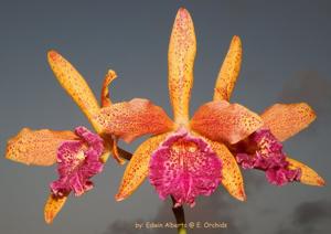 Rhynchobrassoleya Hawaiian Leopard