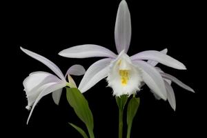 Pleione Ueli Wackernagel