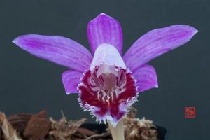 Pleione Riah Shan