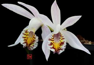 Pleione Liz Shan