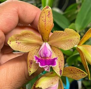 Cattleya Carolyn DeSanti