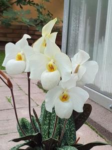 Paphiopedilum Armeni White