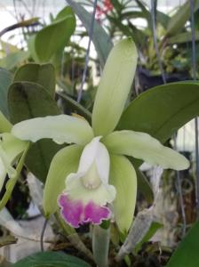 Cattleya Little Bit