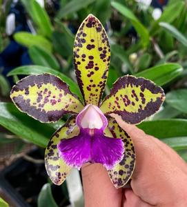 Cattleya Ingenuity Spots