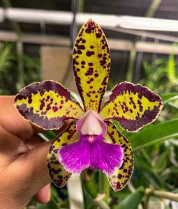 Cattleya Ingenuity Spots