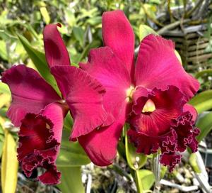 Rhyncholaeliocattleya Miya's Radiance