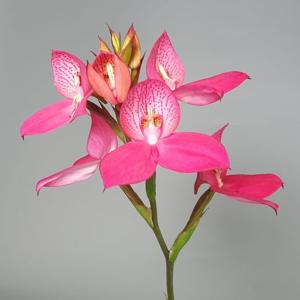 Disa Watsonii