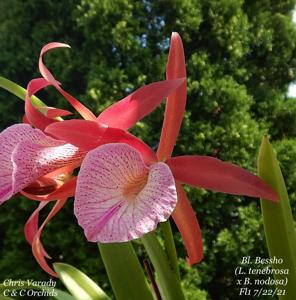 Brassocattleya Bessho