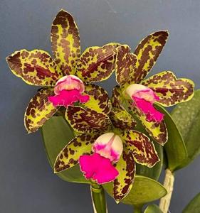Rhyncholaeliocattleya Yuan Dung Python
