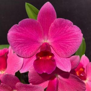 Cattleya Orpetii