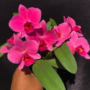 Cattleya Orpetii