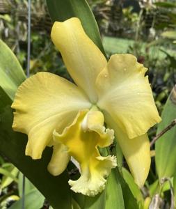 Rhyncholaeliocattleya Malworth