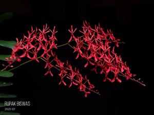 Renanthera Fire Coral