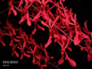 Renanthera Fire Coral