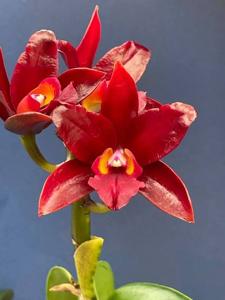 Cattlianthe Exotic Ruby Chocolate