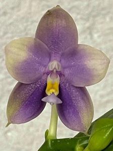 Phalaenopsis Mituo Blue Bear