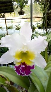 Rhyncholaeliocattleya Beauty Girl