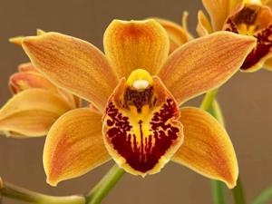 Cymbidium Glenys Gold