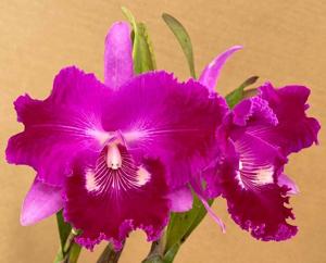 Rhyncholaeliocattleya Bua Khum