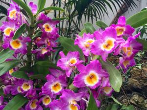 Dendrobium Wave King