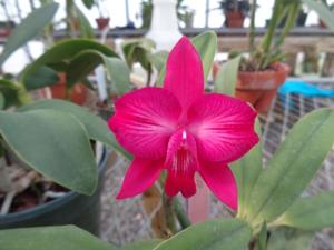 Cattleya Cosmos