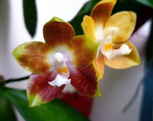 Phalaenopsis Norman's Fly Eagle