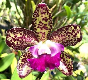 Rhyncholaeliocattleya Maui Dots