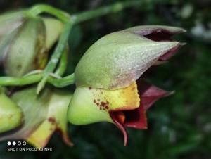 Catasetum Ruth Murray