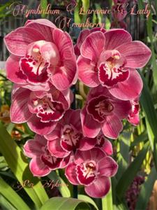 Cymbidium Laramie Lady