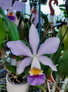 Cattleya Berlin Blue Moon