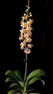 Vandaenopsis Pulcherrimin