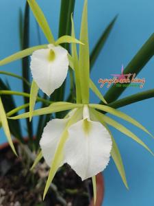 Brassavola Singapura