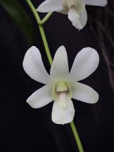 Dendrobium Singapore White