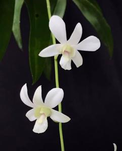 Dendrobium Singapore White