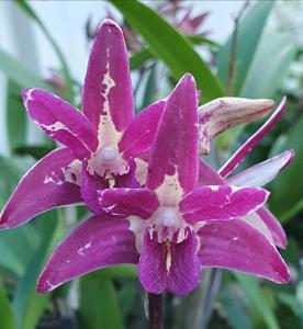 Dendrobium Australian Rhubarb Pie