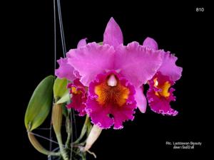 Rhyncholaeliocattleya Laddawan Beauty